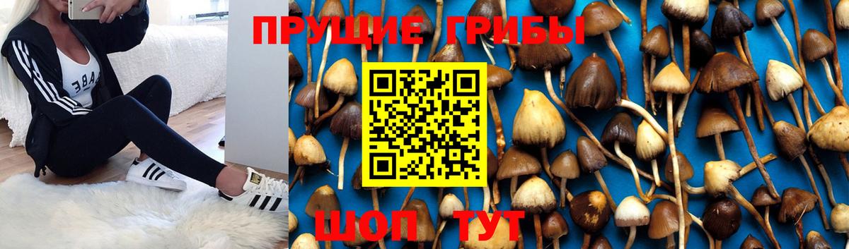 Псилоцибиновые грибы Psilocybe  Вход с VPN  Шелехов 